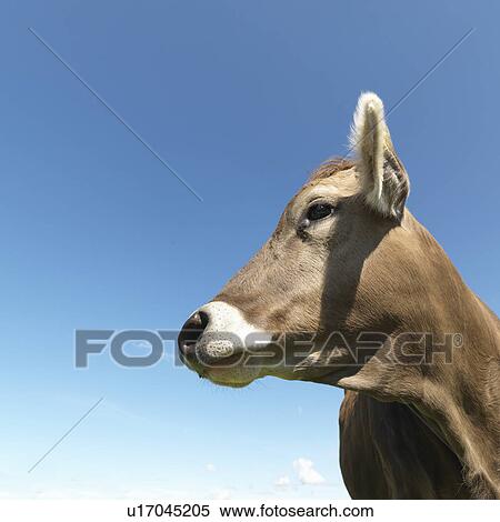 Stock Photography - Cow in field. Fotosearch