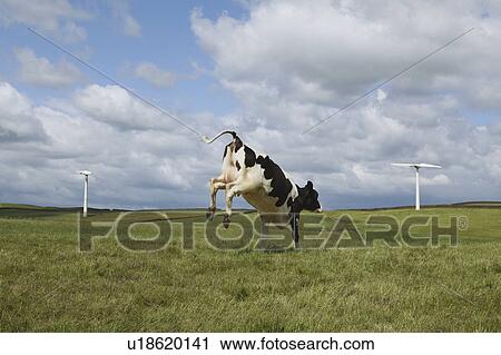 Cow jumping in field View Large Photo Image Stock Image - Cow jumping in field. Fotosearch