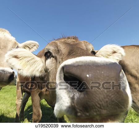 Cows in field, close-up View Large Photo Image Stock Photo - Cows in field, close-up. Fotosearch