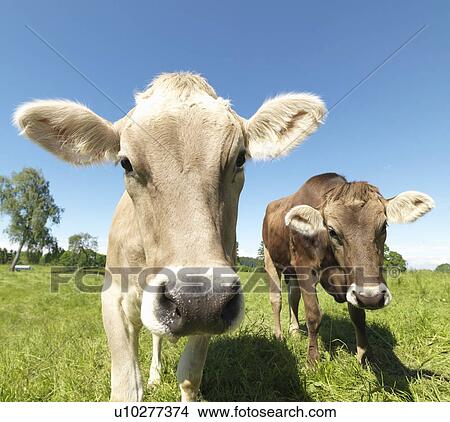 Cows in field View Large Photo Image Picture - Cows in field. Fotosearch