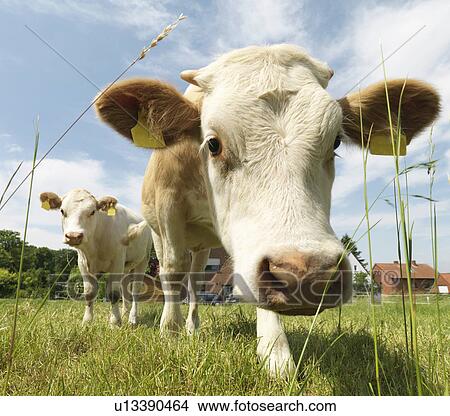 Cows in field View Large Photo Image Picture - Cows in field. Fotosearch