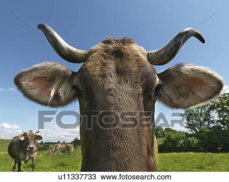 Stock Image - Cows in field. Fotosearch