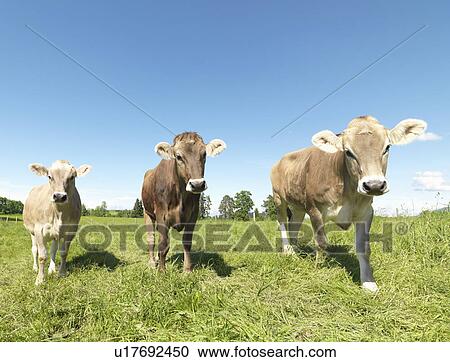 Stock Image - Cows in field. Fotosearch