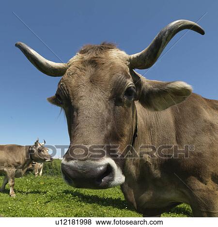 Stock Photo - Cows in field. Fotosearch