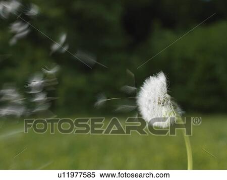 Dandelion blowing in wind View Large Photo Image Stock Photography - Dandelion blowing in wind. Fotosearch