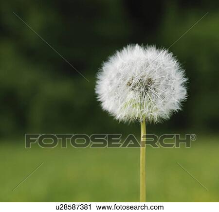 Stock Image - Dandelion in field. Fotosearch