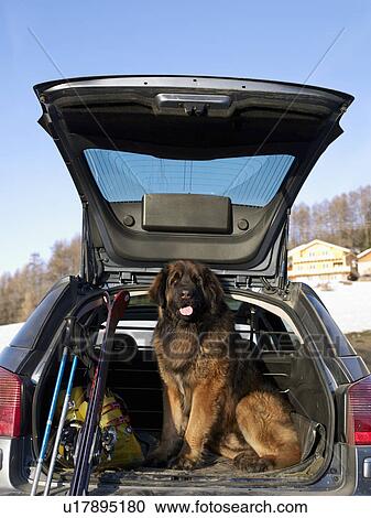 dog in the back of car with skis View Large Photo Image Stock Image - dog in the back of car with skis. Fotosearch