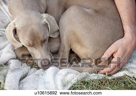 Stock Image - dog lying on a blanket in the grass. Fotosearch