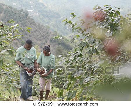 Stock Image - Female Coffee Workers Inspecting Beans. Fotosearch