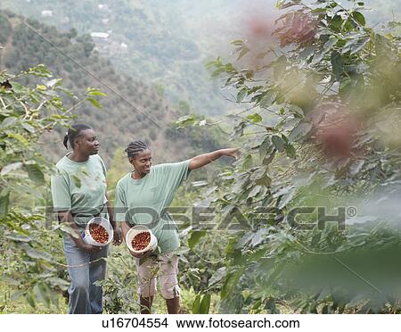 Female Coffee Workers With Beans View Large Photo Image Picture - Female Coffee Workers With Beans. Fotosearch