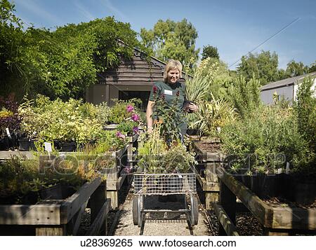 Female Garden Center Worker With Plants View Large Photo Image Stock Photography - Female Garden Center Worker With Plants. Fotosearch