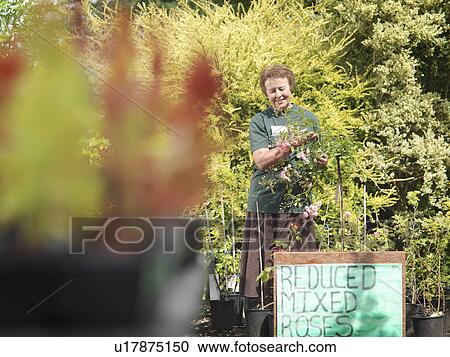 Female Garden Center Worker With Roses View Large Photo Image Stock Image - Female Garden Center Worker With Roses. Fotosearch