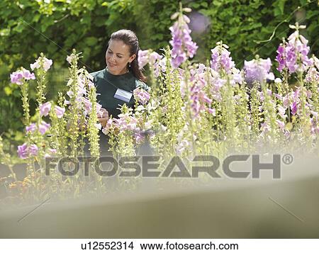 Female Garden Worker Inspecting Plants View Large Photo Image Picture - Female Garden Worker Inspecting Plants. Fotosearch