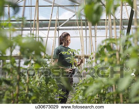 Female Garden Worker Inspecting Plants View Large Photo Image Stock Photo - Female Garden Worker Inspecting Plants. Fotosearch
