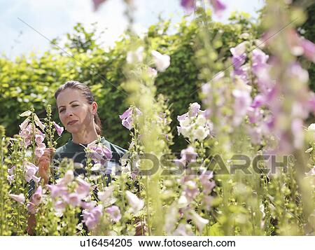 Female Garden Worker Inspecting Plants View Large Photo Image Stock Photography - Female Garden Worker Inspecting Plants. Fotosearch