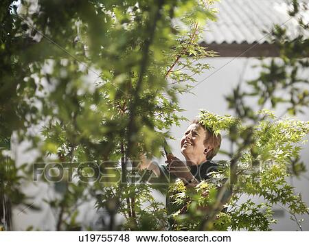 Stock Photo - Female Garden Worker Tending Plants. Fotosearch