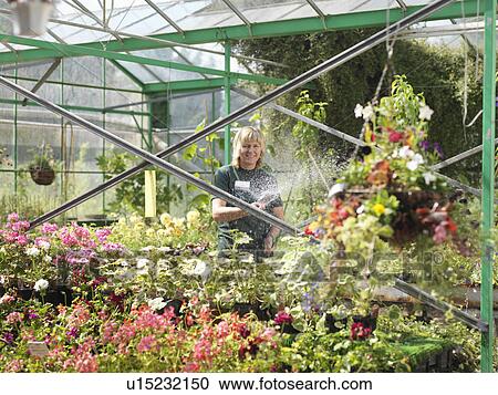 Female Watering Plants At Garden Center View Large Photo Image Stock Image - Female Watering Plants At Garden Center. Fotosearch