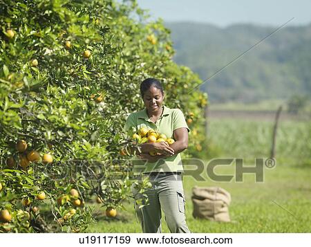 Stock Photo - Female Worker Holding Oranges. Fotosearch
