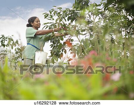 Stock Photo - Female Worker Picking Coffee Beans. Fotosearch