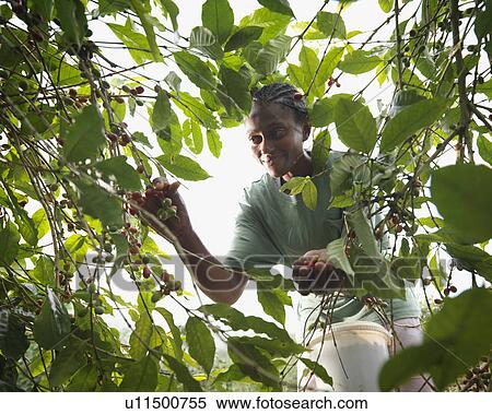 Female Worker Picking Coffee Beans View Large Photo Image Stock Photography - Female Worker Picking Coffee Beans. Fotosearch