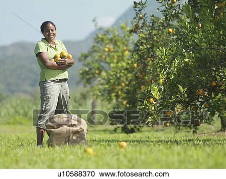 Stock Image - Female Worker Picking Oranges. Fotosearch