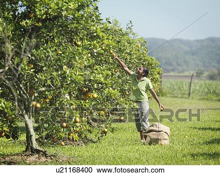 Stock Image - Female Worker Picking Oranges. Fotosearch