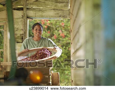 Female Worker Processing Coffee Beans View Large Photo Image Picture - Female Worker Processing Coffee Beans. Fotosearch