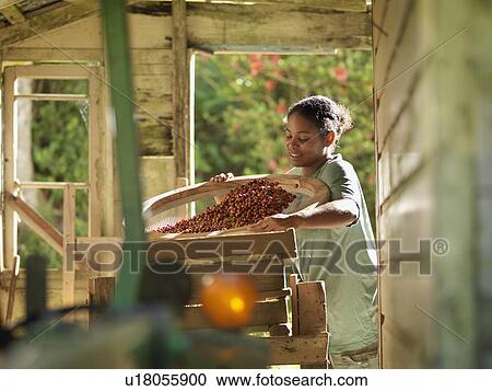 Stock Image - Female Worker Processing Coffee Beans. Fotosearch