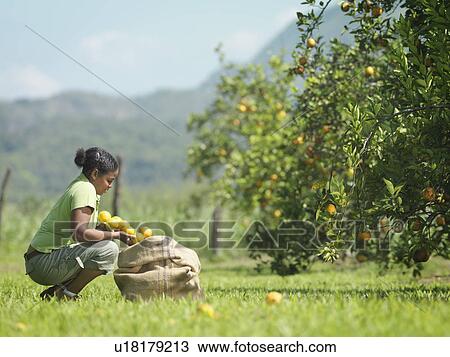 Stock Image - Female Worker With Oranges. Fotosearch