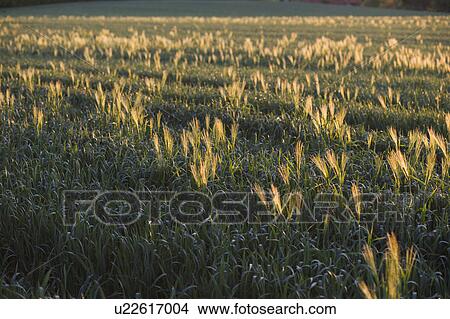 Picture - field at dusk. Fotosearch