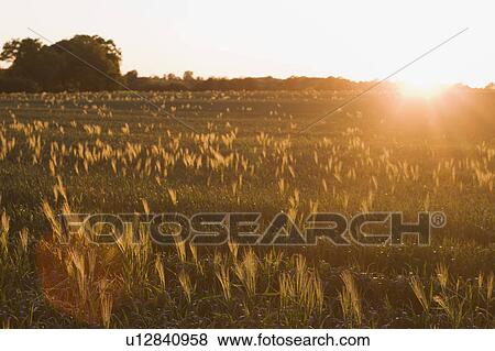 Stock Photo - field at dusk. Fotosearch