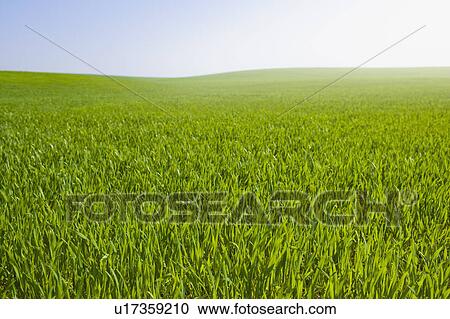 Field of green shoots View Large Photo Image Stock Image - Field of green shoots. Fotosearch