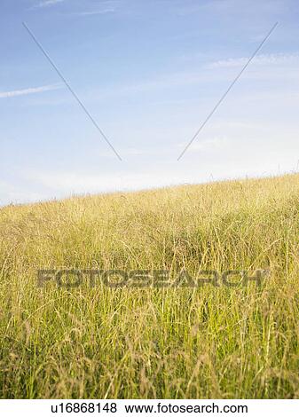 Stock Photo - field of wild grasses. Fotosearch