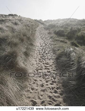 Footprints in Sand Path View Large Photo Image Stock Photo - Footprints in Sand Path. Fotosearch