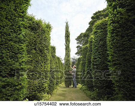 Stock Image - Gardener Inspecting Evergreen Trees. Fotosearch