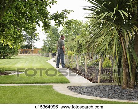Stock Photograph - Gardener Inspecting Shrubs In Border. Fotosearch