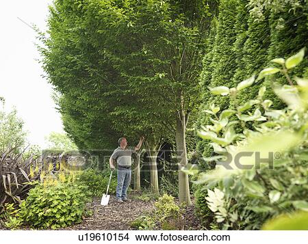 Picture - Gardener Inspecting Trees In Garden. Fotosearch