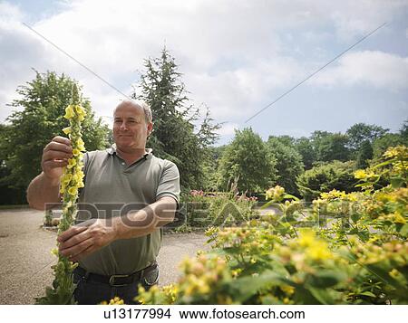 Picture - Gardener Inspecting Yellow Blooms. Fotosearch