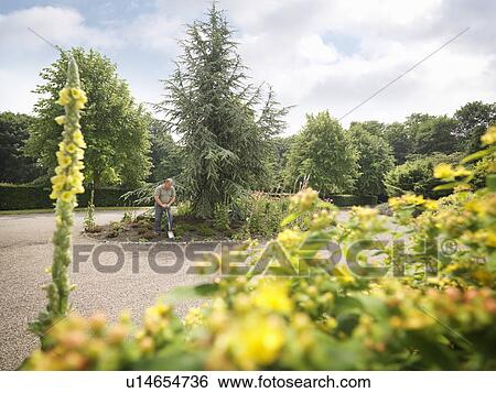 Gardener Working On Border View Large Photo Image Stock Photograph - Gardener Working On Border. Fotosearch
