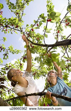girl and boy picking cherries on tree View Large Photo Image Stock Image - girl and boy picking cherries on tree. Fotosearch
