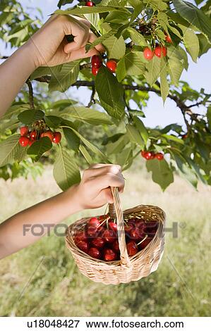 girl picking cherries from tree View Large Photo Image Stock Photo - girl picking cherries from tree. Fotosearch