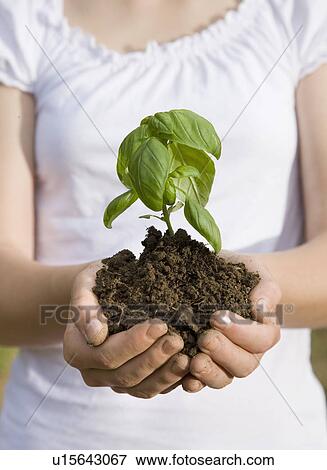 girl with basil plant View Large Photo Image Stock Photo - girl with basil plant. Fotosearch