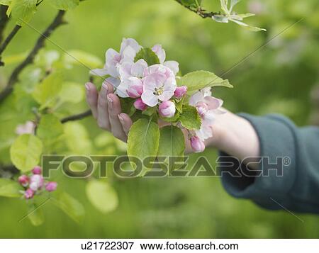 Stock Photo - Hand Holding Apple Blossom. Fotosearch