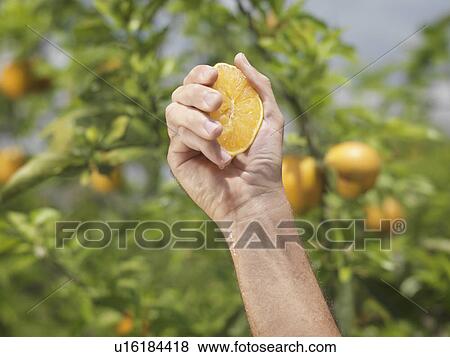 Stock Photo - Hand Squeezing A Halved Orange. Fotosearch