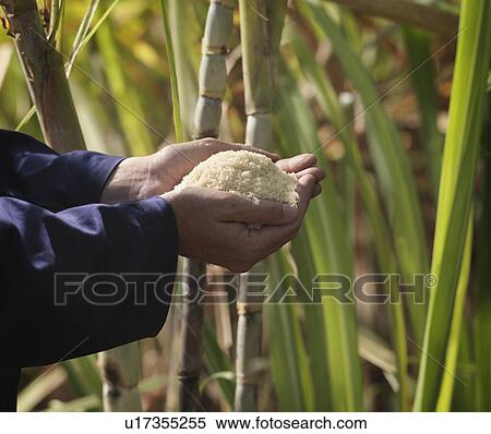 Stock Photography - Hand With Processed Sugar Cane In Field. Fotosearch