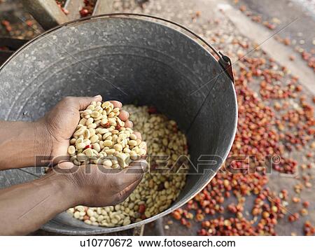 Hands Holding Coffee Beans View Large Photo Image Stock Image - Hands Holding Coffee Beans. Fotosearch
