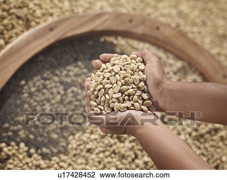 Stock Image - Hands Holding Coffee Beans. Fotosearch