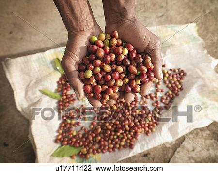 Stock Image - Hands Holding Coffee Beans. Fotosearch