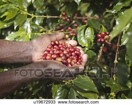Hands Holding Coffee Beans View Large Photo Image Stock Image - Hands Holding Coffee Beans. Fotosearch