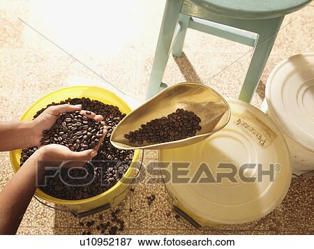 Stock Photo - Hands Holding Coffee Beans. Fotosearch